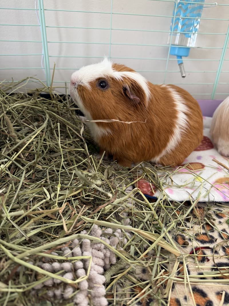 A ginger-and-white guinea pig in a deep bed of hay in a clean cage with patterned fleece liners and a water bottle