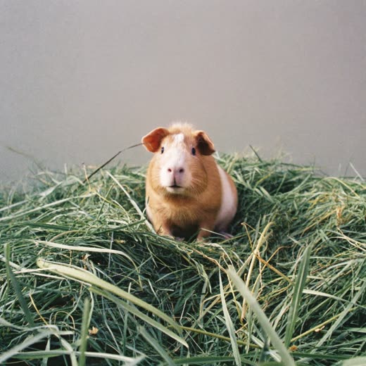 A guinea pig settled in fresh hay