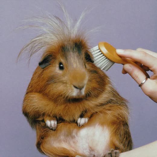 A long-haired guinea pig being brushed