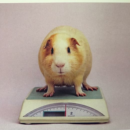 A guinea pig sitting on a small scale being weighed